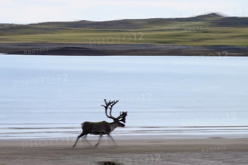 Kiberg, Troms, Norway, Blurred reindeer (Rangifer tarandus) in dynamic movement on the beach of the Barents Sea in a natural landscape