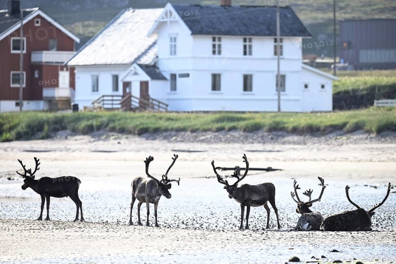 Kiberg, Troms, Norway, group of reindeer (Rangifer tarandus) resting on the beach in front of coastal houses
