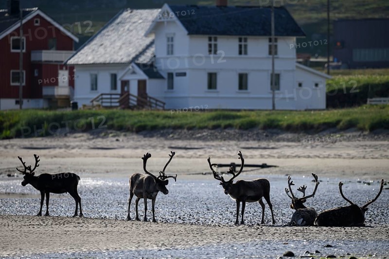 Kiberg, Troms, Norway, Four reindeer (Rangifer tarandus) resting on the beach near white houses in daylight