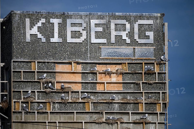 Kiberg, Troms, Norway, Artificial nesting cliff for kittiwakes (Rissa tridactyla) labelled 'KIBERG', with many gulls perched on its beams