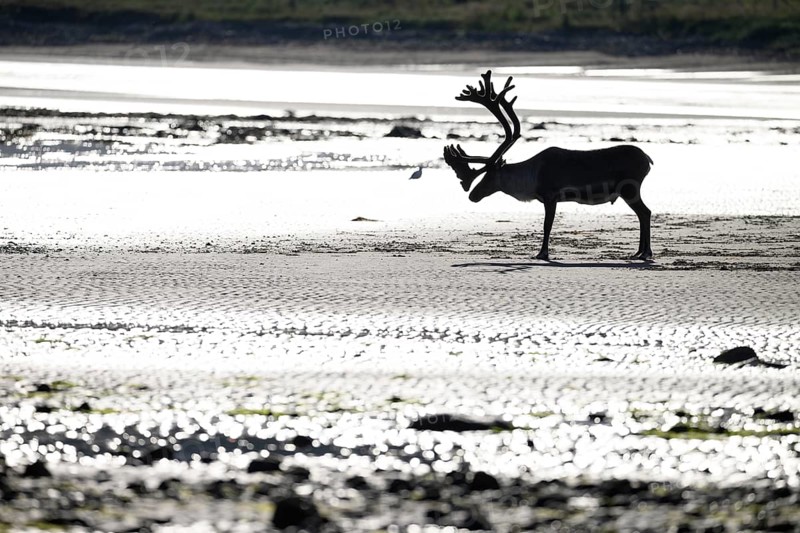 Kiberg, Troms, Norway, Silhouette of a single reindeer (Rangifer tarandus) standing alone on the beach