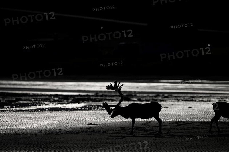 Kiberg, Troms, Norway, silhouette of a single reindeer (Rangifer tarandus) in a dark, minimalist scene