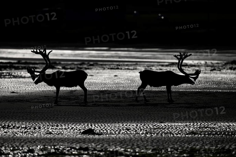 Kiberg, Troms, Norway, Silhouettes of two reindeer (Rangifer tarandus), Kiberg, Troms, Norway