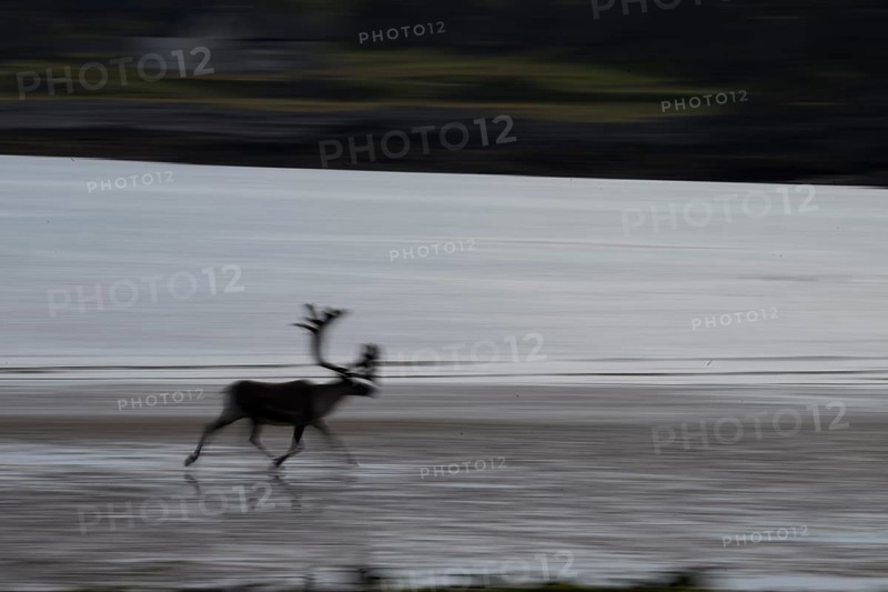 Kiberg, Troms, Norway, Blurred reindeer (Rangifer tarandus) in dynamic movement on the beach of the Barents Sea in natural landscape