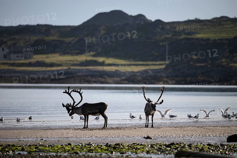 Kiberg, Troms, Norway, Two reindeer s (Rangifer tarandus) standing on the beach surrounded by seagulls in daylight in dynamic movement on the beach of the Barents Sea in natural landscape