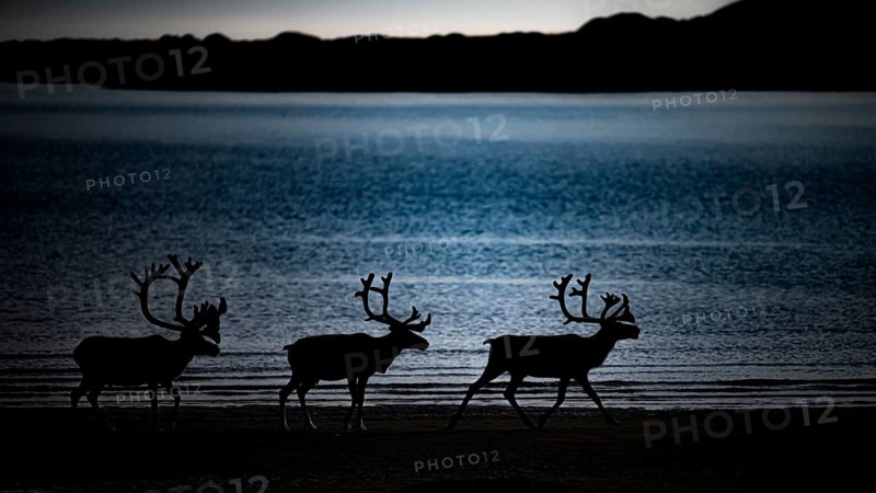 Kiberg, Troms, Norway, Three reindeer silhouettes (Rangifer tarandus) on the water at dusk in a dark atmosphere