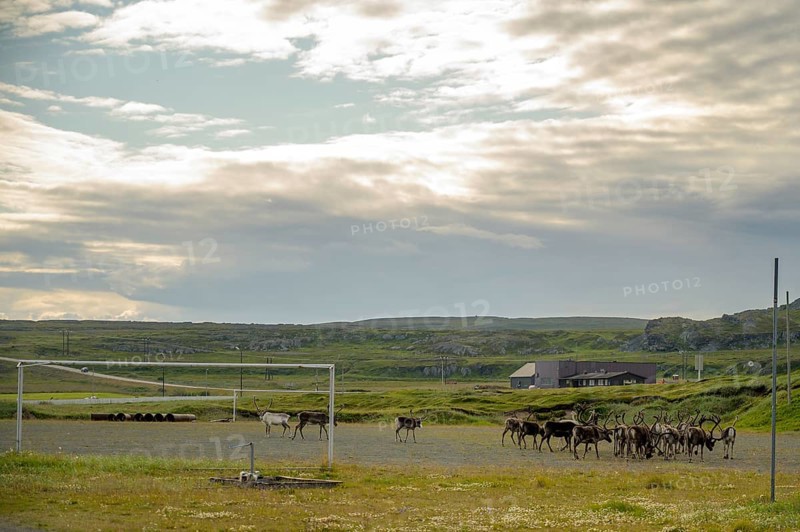 Reindeer (Rangifer tarandus) on the football field in front of the school in Kiberg under a cloudy sky and a wide horizon, Kiberg on a wooden wall, Kiberg, Troms, Norway
