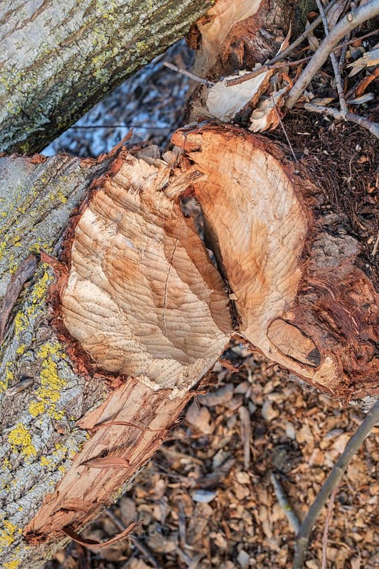 Beaver bite on a tree trunk, Radolfzell am Lake Constance, Konstanz district, Baden-Württemberg, Germany