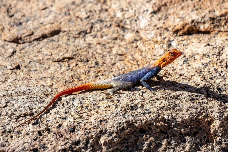 Male settler agama (Agama agama), Namibia
