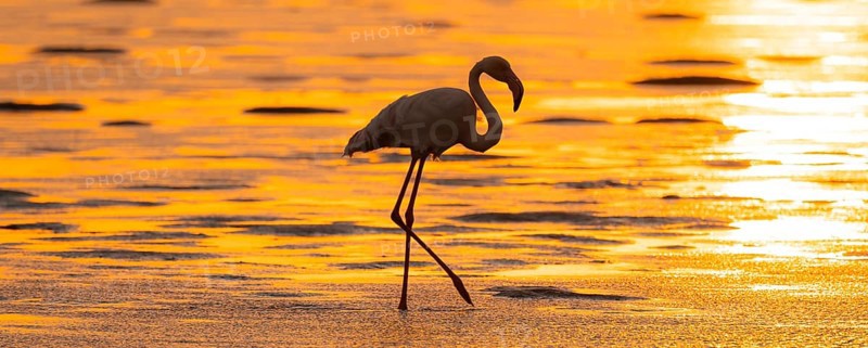 Pink flamingo (Phoenicopterus roseus) against the light, sunset, lagoon at Walfish Bay, Erongo, Namibia