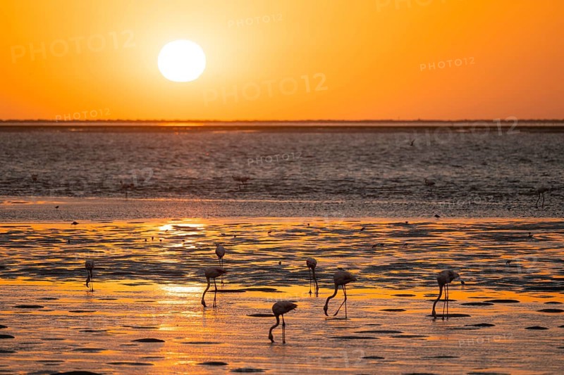 Pink flamingos (Phoenicopterus roseus) against the light, sunset, lagoon at Walfish Bay, Erongo, Namibia