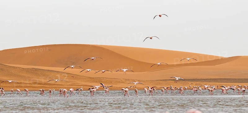 Lesser Flamingos (Phoeniconaias minor) in flight in front of the Namib Desert with lagoon, Walfish Bay, Erongo, Namibia