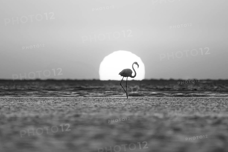 Single pink flamingo (Phoenicopterus roseus) directly in front of the setting sun, backlight, sunset, lagoon at Walfish Bay, Erongo, Namibia