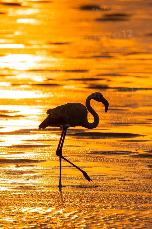 Pink flamingo (Phoenicopterus roseus) against the light, sunset, lagoon at Walfish Bay, Erongo, Namibia