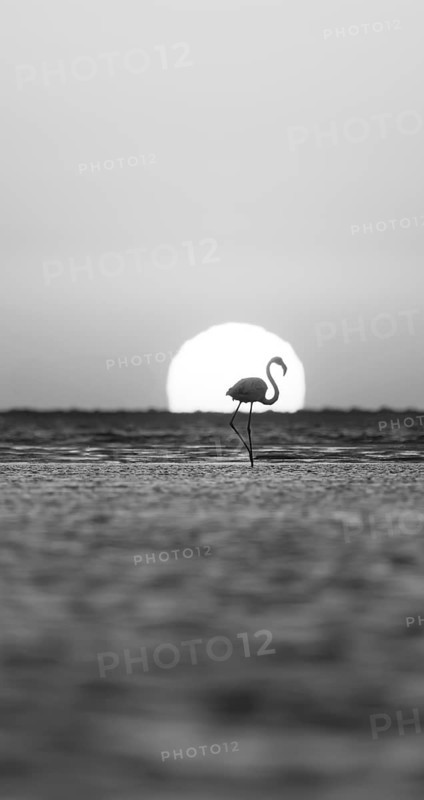 Single pink flamingo (Phoenicopterus roseus) directly in front of the setting sun, backlight, sunset, lagoon at Walfish Bay, Erongo, Namibia