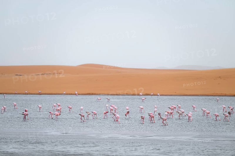 Lesser Flamingos (Phoeniconaias minor) in a lagoon off the Namib Desert, Walfish Bay, Erongo, Namibia