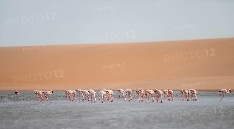 Lesser Flamingos (Phoeniconaias minor) in front of the Namib Desert with lagoon, Walfish Bay, Erongo, Namibia