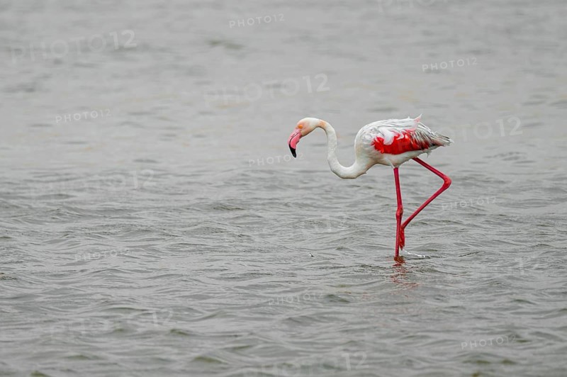 Pink flamingo (Phoenicopterus roseus) in a lagoon, Walfish Bay, Erongo, Namibia