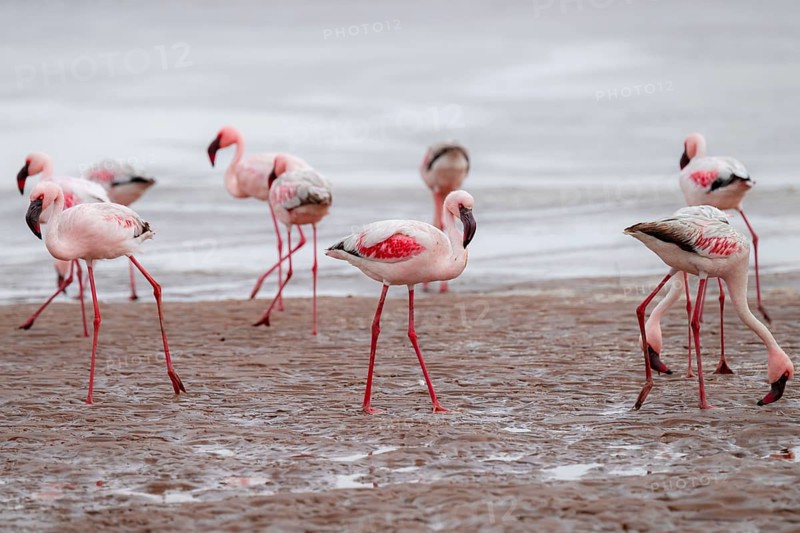 Lesser Flamingos (Phoeniconaias minor) in a lagoon, Walfish Bay, Erongo, Namibia