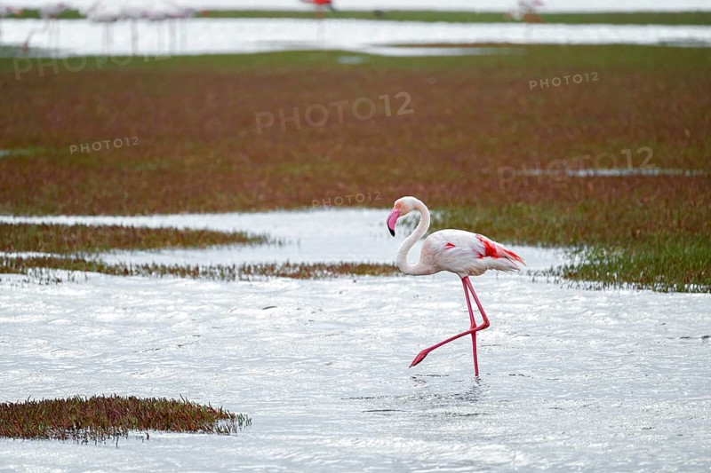 Pink flamingo (Phoenicopterus roseus), Walfish Bay, Erongo, Namibia