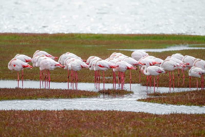 Pink flamingos (Phoenicopterus roseus) sleeping, Walfish Bay, Erongo, Namibia