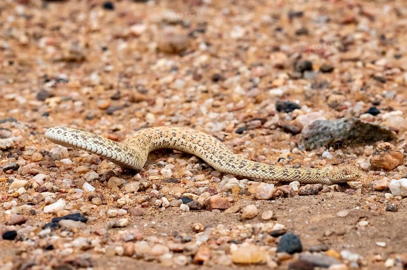 Dwarf puff adder (Bitis peringueyi) in the sand, Namib Desert, Namibia