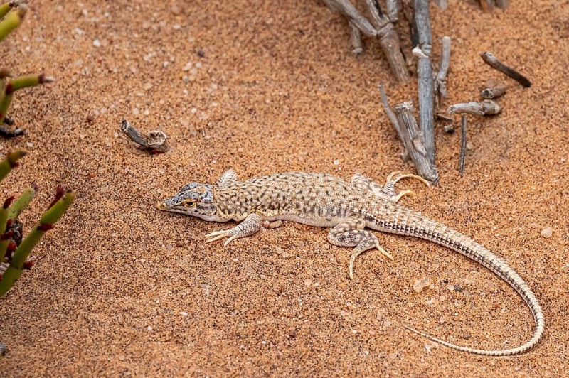 Shovel-nosed lizard (Meroles anchietae) in the sand, Namib Desert, Namibia