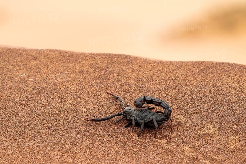Black scorpion (Parabuthus villosus) running across sand, Namib Desert near Swakopmund, Namibia