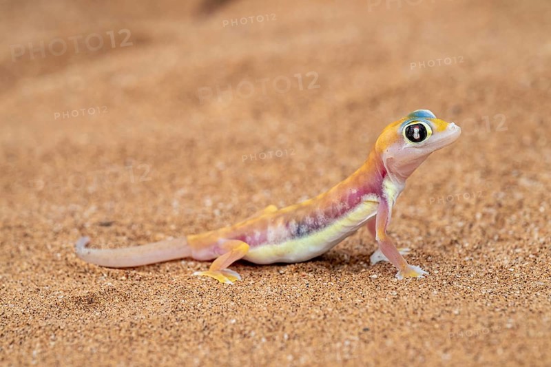Palmato gecko (Pachydactylus rangei), Namib Desert, Namibia