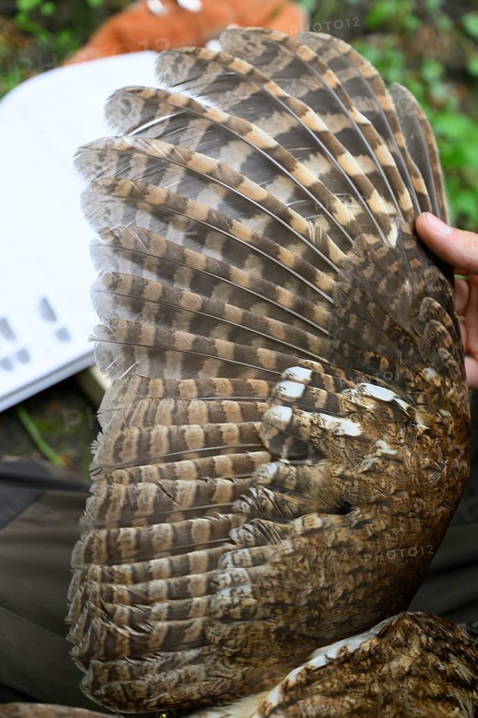 Münsterland, North Rhine-Westphalia, Germany, wings of a tawny owl (Strix aluco) during age determination by ornithologists