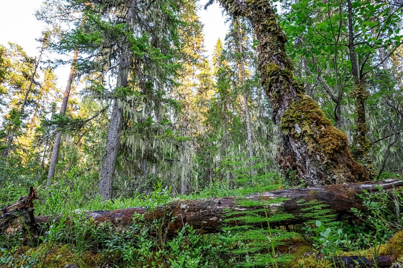 Fallen tree trunk covered with moss in a wooded landscape, Urskog Hamra National Park, Hamra, Dalarna, Sweden
