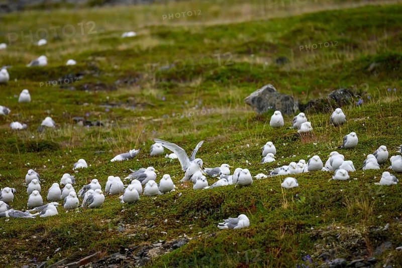 Kittiwakes (Rissa tridactyla) suffering from avian influenza, melancholic atmosphere, Ekeroya, Vadsø, Troms og Finnmark, Norway