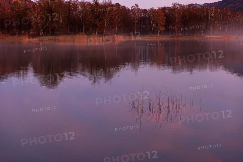 Quiet evening mood at the lake with reeds in the foreground and red sunset, Mondsee, Salzkammergut, Upper Austria, Austria