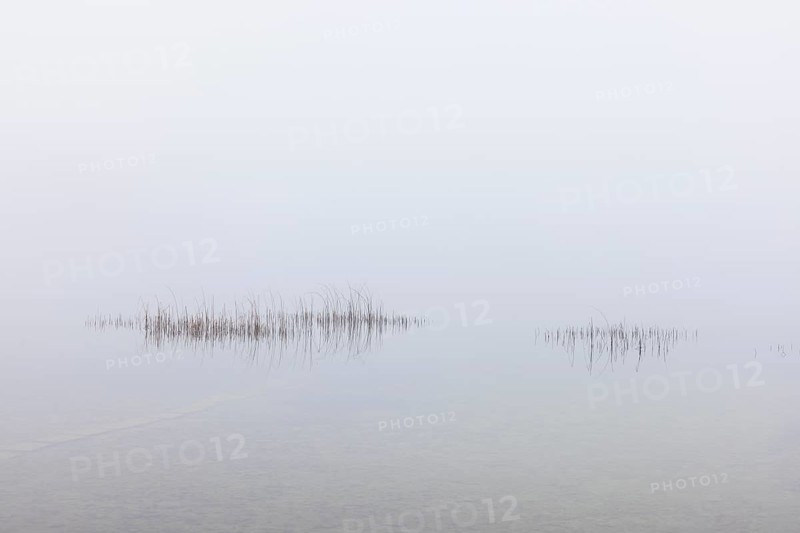 Calm autumnal fog on the lake with reeds in the foreground, Mondsee, Salzkammergut, Upper Austria, Austria