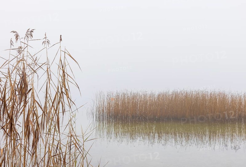 Autumn morning fog on the reed belt on the shores of Lake Mondsee, Salzkammergut, Upper Austria, Austria