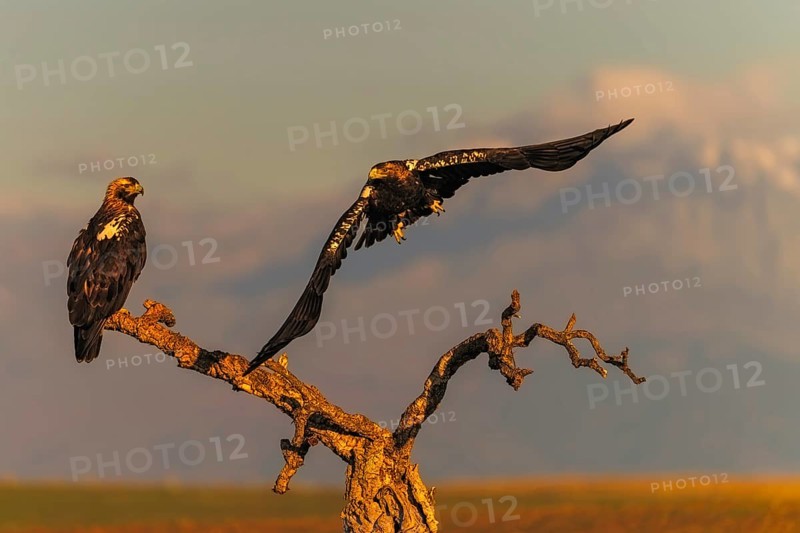 Spanish imperial eagle (Aquila adalberti) with the background of Gredos and the snowy peak of Almazor, Castilla-La Mancha, Spain