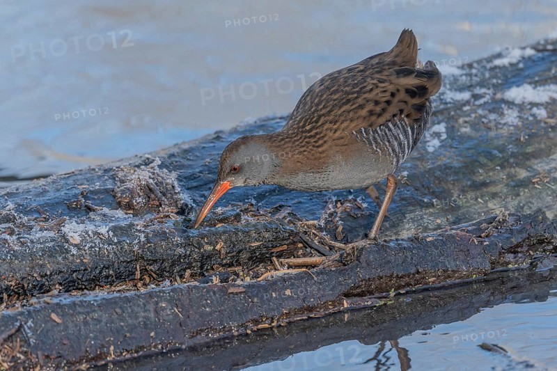 Water Rail (Rallus aquaticus) runs along a branch at the edge of the water in the moor. The sun is shining on the landscape and birds are looking for food