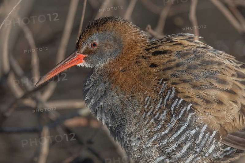 Water Rail (Rallus aquaticus) sits on branches in the swamp. It has grey feathers and stripes. Scene shows reflections of daylight on the water