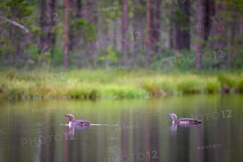 Two star divers (Gavia stellata swimming on a bog lake surrounded by coniferous forest), Örebro län, Sweden