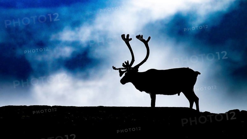 A single reindeer (Rangifer tarandus), silhouetted against a dark, cloudy sky, the picture radiates a gloomy drama, Kiberg, Troms, Norway