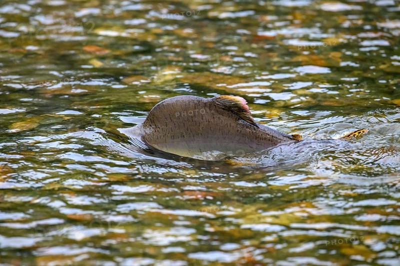 An Atlantic salmon (Salmo salar) swims close to the surface on its spawning migration in a northern Norwegian salmon river Wild river and moves in the flowing water, the dorsal fins can be seen in the shallow water, Grense Jacobselv, Finnmark, Norway