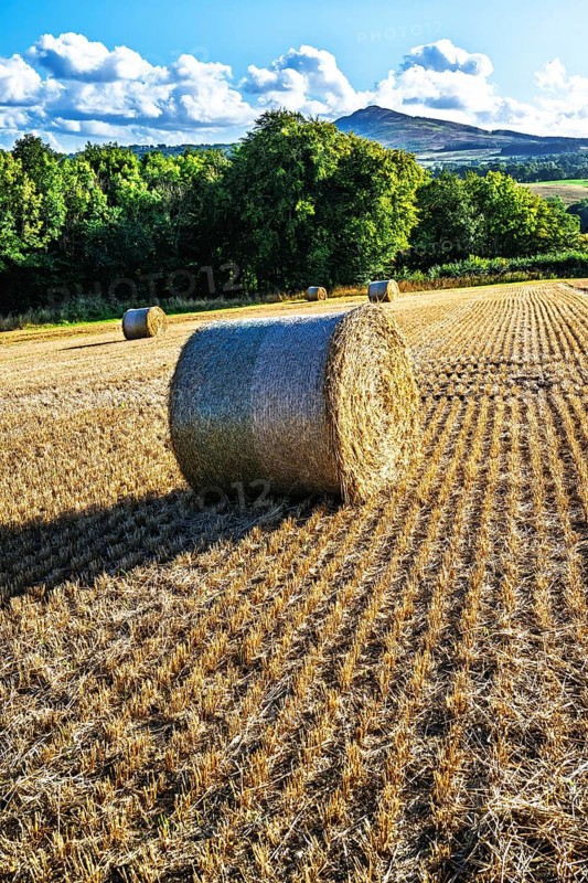 Straw bales in the Scottish fields, Southeast Scotland, UK