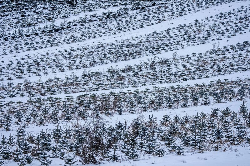 Nursery, Christmas trees, blue firs, still young plants, in a row, in winter, near Oberelfringhausen in Elfringhauser Switzerland, near Hattingen, North Rhine-Westphalia, Germany