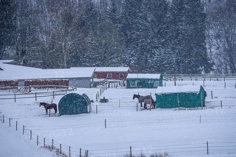 Horses in a paddock, snowy in winter, snowfall, in Elfringhauser Switzerland, near Sprockhövel, North Rhine-Westphalia, Germany