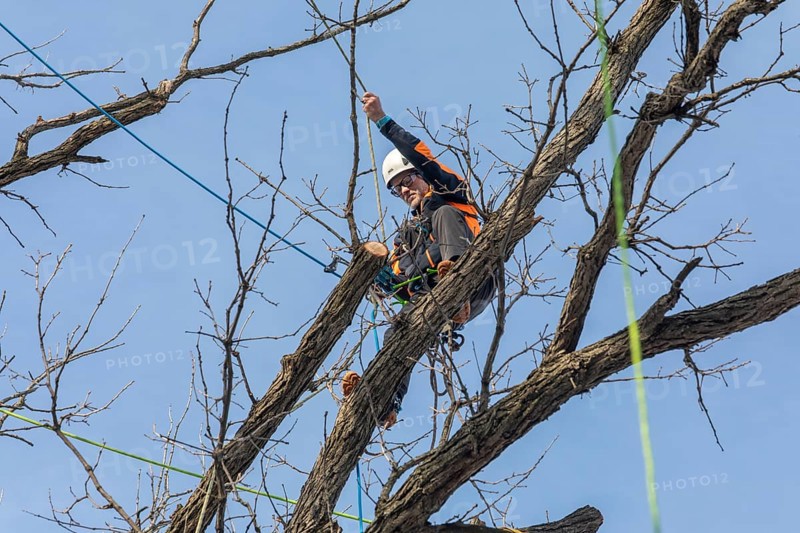 Detroit, Michigan - Members of the Detroit Arborist Collective trim dead branches from a burr oak tree. They also checked for the presence of oak wilt disease