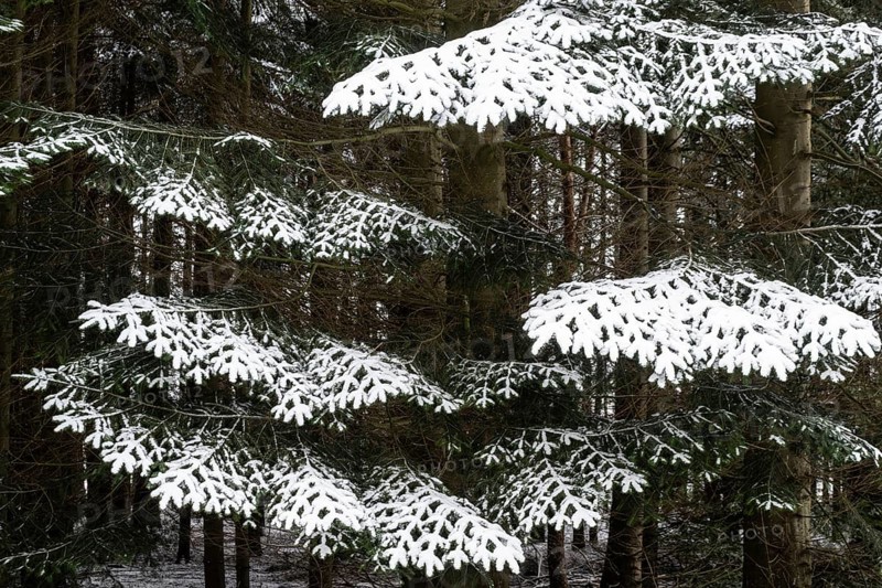 Snow-covered spruce (Picea abies), Emsland, Lower Saxony, Germany