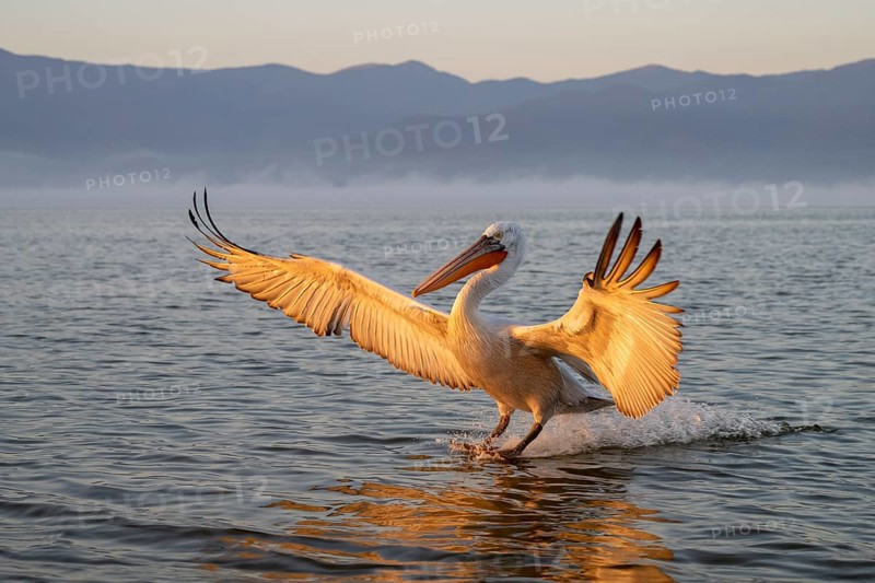 Dalmatian Pelican (Pelecanus crispus), Dalmatian Pelican in landing approach, morning light, in splendour, Lake Kerkini, Greece