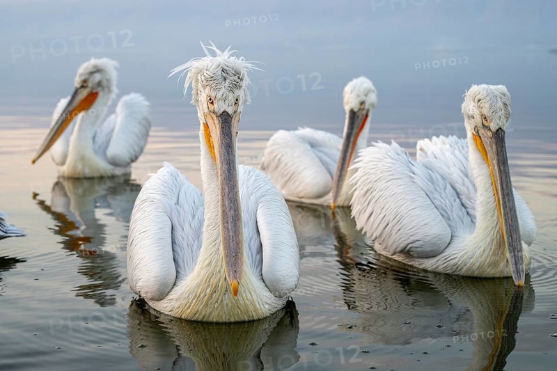 Four Dalmatian pelicans (Pelecanus crispus), Dalmatian pelican, swimming, morning mood, in splendour, wide-angle shot, Lake Kerkini, Greece