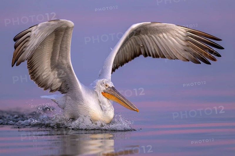 Dalmatian Pelican (Pelecanus crispus), Dalmatian Pelican, landing, morning mood, close up, in splendour, Lake Kerkini, Greece