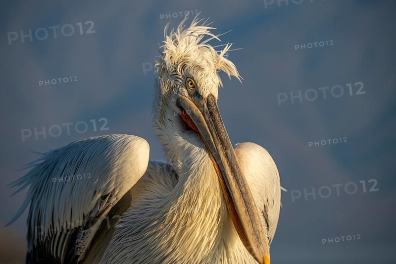 Dalmatian Pelican (Pelecanus crispus), Dalmatian Pelican, morning mood, close up, Lake Kerkini, Greece